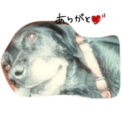 [LINEスタンプ] 愛犬ちゃんたち