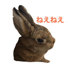 [LINEスタンプ] Japanese cute rabbit AZUKI2