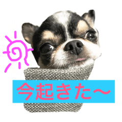 [LINEスタンプ] 犬と猫の生活