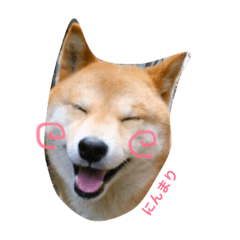 [LINEスタンプ] 愛犬★だいちくん