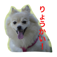 [LINEスタンプ] ポメラニアン幸子のさっちゃん