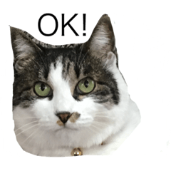 [LINEスタンプ] CHIKO chan