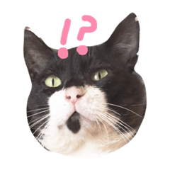 [LINEスタンプ] すててこ