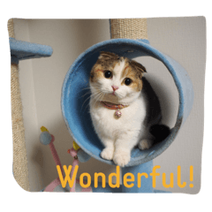 [LINEスタンプ] ナッツのへや。-ミーたん-