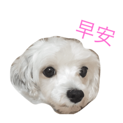 [LINEスタンプ] Sugar and sugar dog 