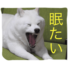 [LINEスタンプ] 愛犬癒しスタンプ