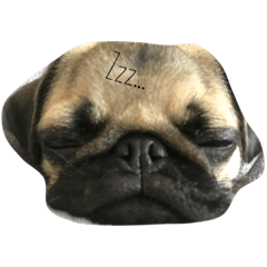 [LINEスタンプ] パグのぱぐぞう