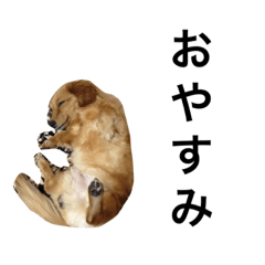 [LINEスタンプ] ぼくはベリー