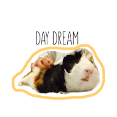 [LINEスタンプ] KONG KONG THE GUINEA PIG 2