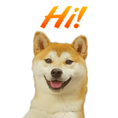[LINEスタンプ] Shiba Inu Forte (Japanese Version)