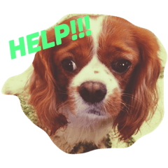 [LINEスタンプ] キャバリアちゃんず。