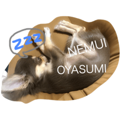 [LINEスタンプ] 関西のアイドル シェルさん