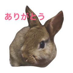 [LINEスタンプ] Japanese cute rabbit AZUKI