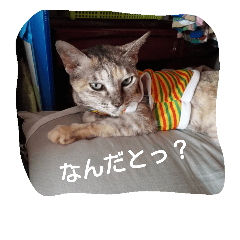 [LINEスタンプ] にゃんこ*にゃんこ
