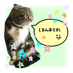 [LINEスタンプ] デフォルト吹き出し、たまに猫。