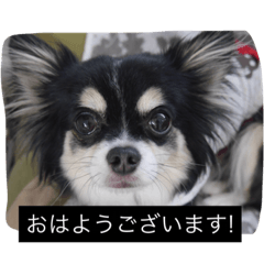 [LINEスタンプ] チームワンズ