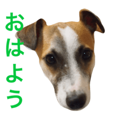 [LINEスタンプ] ジャックラッセルテリアのジャッキー