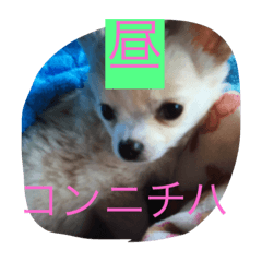 [LINEスタンプ] 可愛らしい癒し犬ぷるーのスタンプ