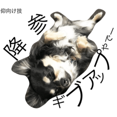 [LINEスタンプ] チワワスタンプ ちょっとシュール
