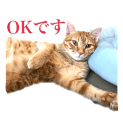 [LINEスタンプ] たまとぺろ