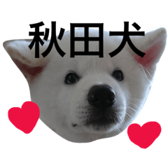 [LINEスタンプ] 秋田犬の日常スタンプ