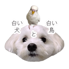 [LINEスタンプ] 白い犬と白い鳥の画像（メイン）