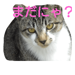 [LINEスタンプ] にゃんこ劇場。写真ver