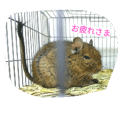 [LINEスタンプ] デグーたち