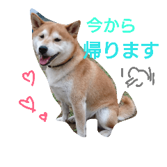 [LINEスタンプ] 柴犬で日常会話