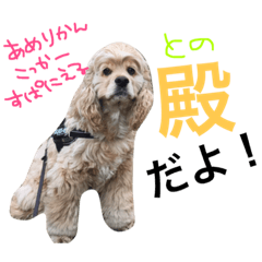 [LINEスタンプ] アメリカンコッカーのお殿さま①