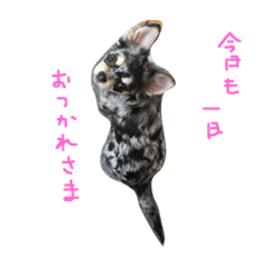 [LINEスタンプ] アイルオンのスタンプ②