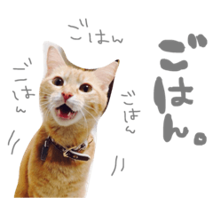 [LINEスタンプ] 今日のちーたん