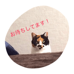 [LINEスタンプ] 私はにゃんこ先生