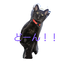 [LINEスタンプ] ヤマト(くろねこ)