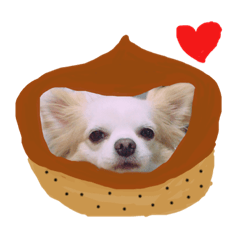 [LINEスタンプ] チワワ♡マロン