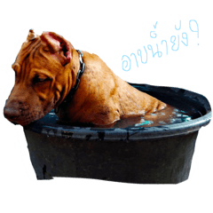 [LINEスタンプ] pit-ly
