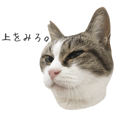 [LINEスタンプ] ねこがゆく。