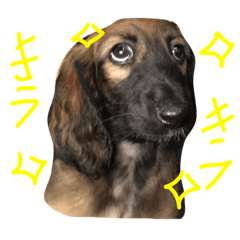 [LINEスタンプ] アフガンハウンドスタンプ