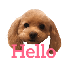 [LINEスタンプ] わんこな1日