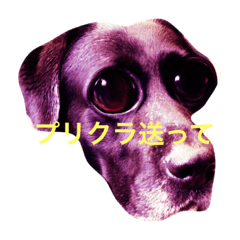 [LINEスタンプ] 人んちのペット