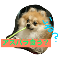 [LINEスタンプ] Pomeranian Syaron