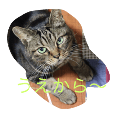 [LINEスタンプ] chomoko