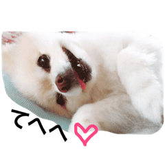 [LINEスタンプ] ポメのいくこ