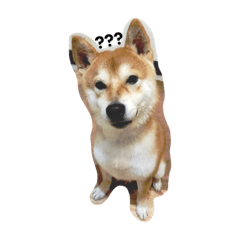 [LINEスタンプ] Shiba dog - fuの画像（メイン）