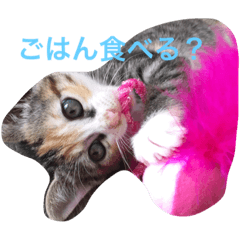 [LINEスタンプ] play with a cat