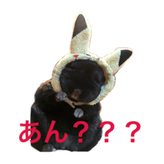 [LINEスタンプ] 寿司チンチラ