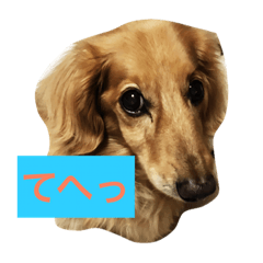 [LINEスタンプ] かわいい犬のメッセージ