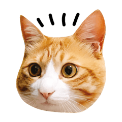 [LINEスタンプ] ちびたとウニのスタンプ