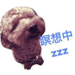 [LINEスタンプ] まろんちゅわんで会話しよう
