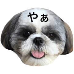 [LINEスタンプ] シーズー犬のモカくん2